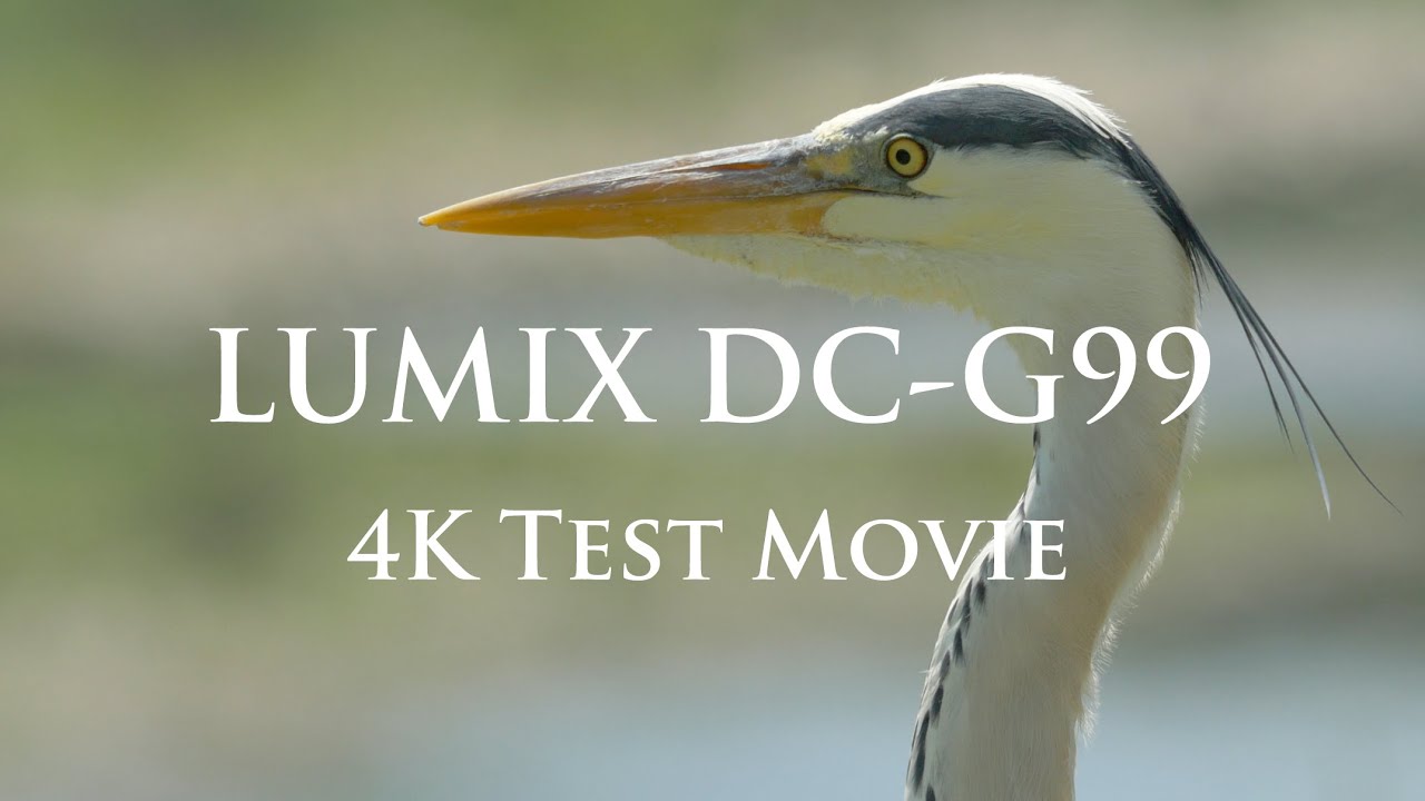 [LUMIX G99]4K Footage with OLYMPUS M.ZUIKO DIGITAL ED 40-150mm F2.8 PRO＋1.4x Teleconverter