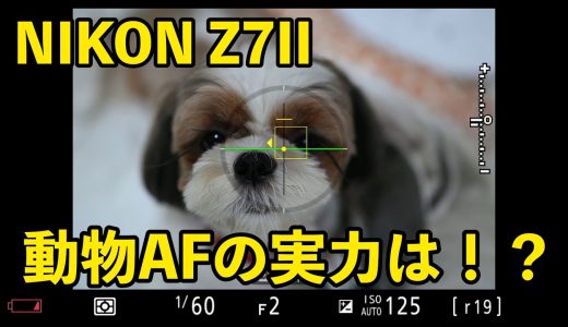 ニコン Z7IIの動物AFは使えるのか！？（シーズー、トイプードル）