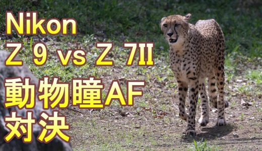 Nikon Z 9 vs Z 7II 動物瞳AF対決（Eng Sub）