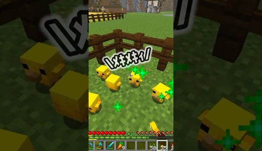 【マイクラ】ひよこかわいい【事故です】 #マイクラ #minecraft #ゲーム実況