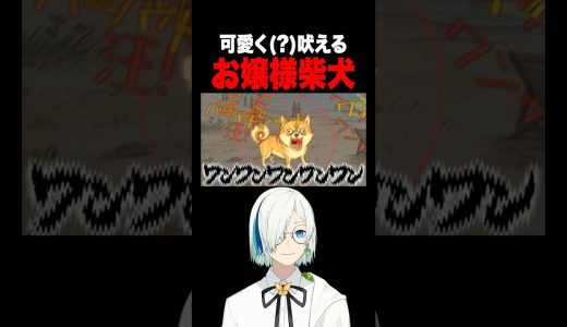 可愛く(?)吠えるお嬢様柴犬 #vtuber #ゲーム実況 #配信 #ワンワンバトル #犬