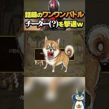 ワンワンバトルにチーターが現れた！ #ゲーム実況#ワンワンバトル