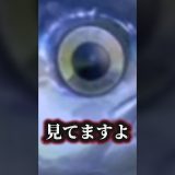マグロ漁業始めました！【あつまれどうぶつの森】 #ゲーム実況 #ゲーム #あつまれどうぶつの森 #どうぶつの森 #あつ森 #shorts