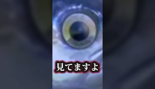マグロ漁業始めました！【あつまれどうぶつの森】 #ゲーム実況 #ゲーム #あつまれどうぶつの森 #どうぶつの森 #あつ森 #shorts