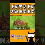 【OW2】トゲアリトゲナシトゲトゲ #shorts #ゲーム実況 #オーバーウォッチ2