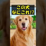 犬と遊ぶホラーゲームが怖すぎる！！ #shorts #ゲーム #ゲーム実況 #minecraft